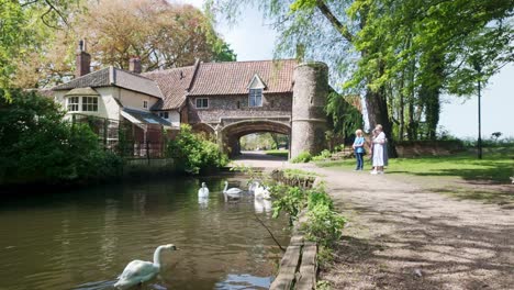 Flock-of-swans-swim-at-Pulls-ferry-gatehouse,-River-Wensum,-Norwich