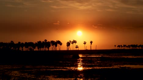 Sonnenuntergang-Im-Park-Mit-Palmen