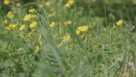 Ranúnculos-En-Primavera-Con-Viento-Fuerte