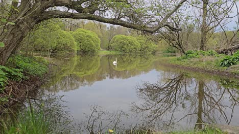 White-swan-swimming-in-an-urban-park-lake