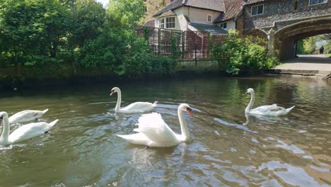 Swimming-Flock-of-Swans,-Pulls-ferry-gatehouse,-River-Wensum,-Norwich