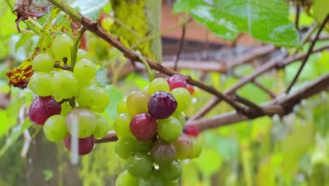 Beautiful-grapes-growing-on-tree-in-local-farm,-close-up