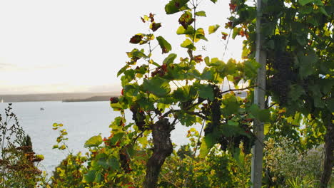 Mittlere-Ansicht-Von-Hinterleuchteten-Dunkelvioletten-Weintrauben-Und-Weinreben-Am-See