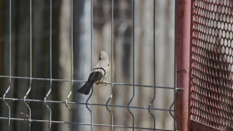 Sparrow-Bird-Perch-In-Steel-Fence-Barrier