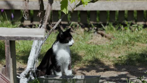 Domestic-Cat-With-Black-And-White-Fur-Outside-The-Yard