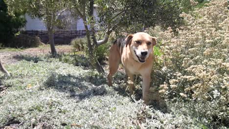 The-camera-follows-the-dog-as-it-explores-the-garden,-sniffing-at-flowers-and-foliage-along-the-way