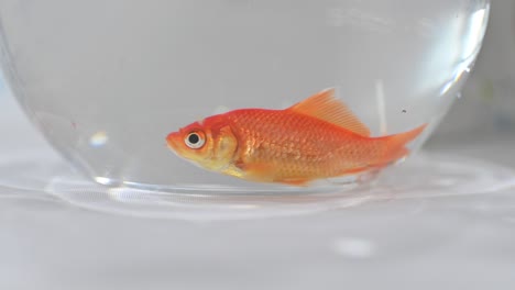 A-close-up-of-a-goldfish-inside-a-fishbowl,-Gold-Fish-Footage