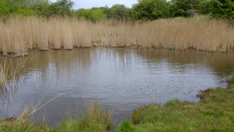 Mid-shot-of-a-lake-pond-at-Theddlethorpe,-Dunes,-National-Nature-Reserve-at-Saltfleetby