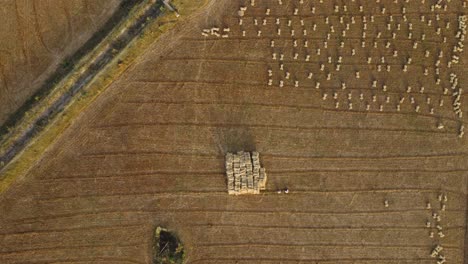 Top-down-drone-shot-of-stacks-of-wheat-straw-spread-over-a-harvested-farm-during-summer-season-in-north-india