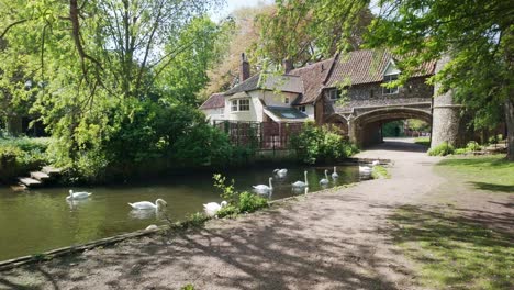 Flock-of-Swans-swimming,-Pulls-ferry-gatehouse,-River-Wensum,-Norwich