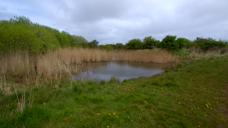 Extra-Wide-shot-of-a-lake-pond-at-Theddlethorpe,-Dunes,-National-Nature-Reserve-at-Saltfleetby