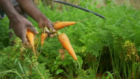 Freshly-harvested-carrots,-Closeup,-India