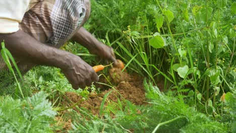 Closeup-of-a-farmer-harvesting-carrots-at-a-farm