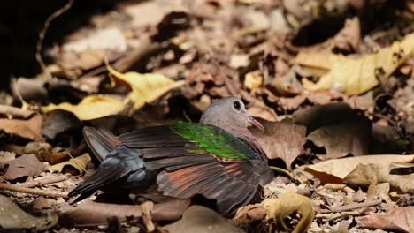 Seen-chirping-while-basking-under-the-morning-sun-then-moves-and-raises-its-right-wing-up,-Asian-Emerald-Dove-Chalcophaps-indica,-Thailand
