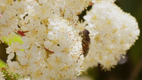 Mosca-Flotante-Sobre-Flor-Blanca