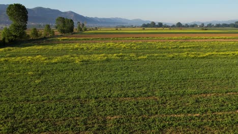 Vibrant-Agricultural-Parcels:-Aerial-View-Above-the-Yellow-and-Green-Crop-Filled-Fields-with-Mountains,-Background