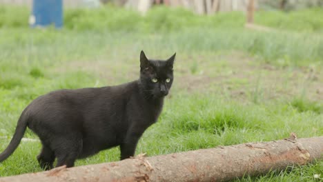 Schwarze-Obdachlose-Katze,-Die-Draußen-In-Einer-Graslandschaft-Spazieren-Geht