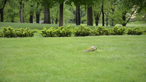 Un-Pájaro-Volando-Desde-Una-Piedra-En-Un-Parque-Público.