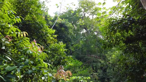Ascendiendo-Lentamente-A-Través-Del-Bosque-Tropical-En-América-Del-Sur