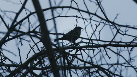 Silhouetted-bird-in-tree-branches-early-morning,-singing-in-winter