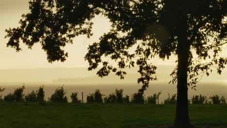 Silhouette-of-draping-tree-blowing-and-swaying-in-wind-with-golden-glow-haze-behind