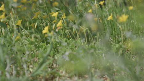 Little-yellow-spring-flowers-in-strong-wind