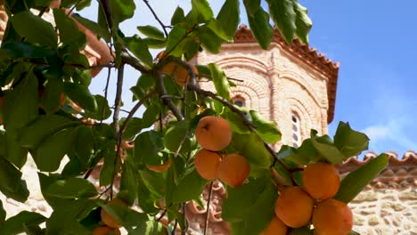 Orange-tree-covered-with-fruit-in-front-of-a-monastery-in-Greece