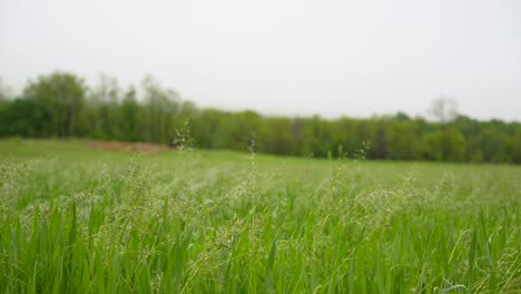 A-green-field-of-tall-grass-and-vegetation-blowing-in-the-wind