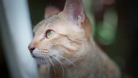 Close-up-View-Of-A-Stray-Cat-With-Bokeh-Background