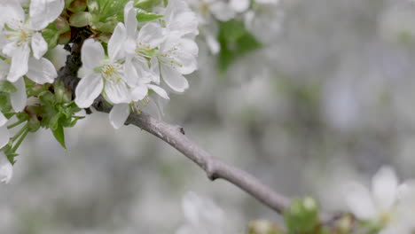 Eine-Wildbiene-Sammelt-Pollen-Von-Der-Kirschblüte
