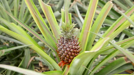 Toma-Orbital-De-Piña-Orgánica-Creciendo-En-Plantaciones-De-Invernadero,-Isla-De-São-Miguel,-Azores.