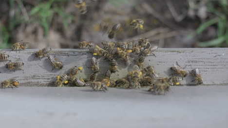 Eine-Draufsicht-Auf-Honigbienen-Am-Eingang-Zur-Bienenbox-Nach-Dem-Sammeln-Von-Pollen