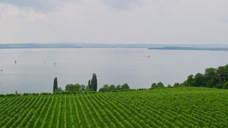 Aerial-dolly-over-vineyards-on-shoreline-of-Lake-Constance,-Staatsweingut-Germany