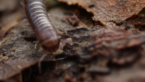 Blunt-tailed-Snake-Millipede-crawling-across-forest-floor