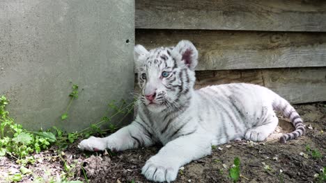 Junges-Weißes-Tigerjunges,-Das-Auf-Dem-Boden-Sitzt-Und-Spielt