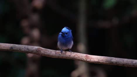 Camera-zooms-out-as-this-blue-bird-chirps-and-looks-around,-Black-naped-Monarch-Hypothymis-azurea,-Male,-Thailand