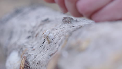 Un-Martillo-Golpea-El-Tapón-Del-Hongo-En-El-Agujero-Del-Tronco-Para-Cultivar-Hongos-Comestibles.