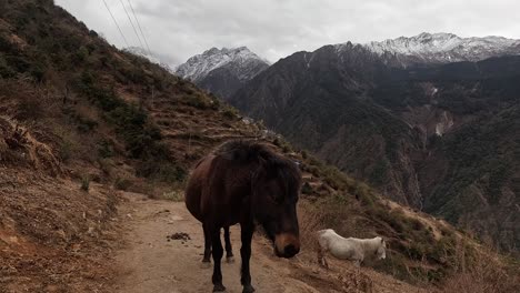 Mules-standing-n-the-trail-in-front-of-mountains-and-valley