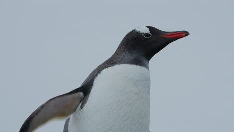 Nahaufnahme-Eines-Eselspinguins-In-Der-Antarktis