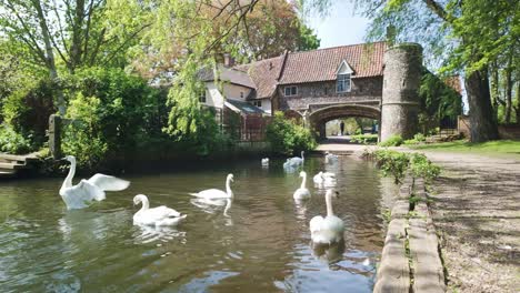 Schwarm-Schwimmender-Schwäne,-Zieht-Fährentorhaus,-Fluss-Wensum,-Norwich