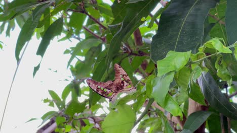 Atlas-Polilla-Mariposa-Selva-Asiática-Indonesia-Colgando-De-Las-Ramas-De-Los-árboles-De-La-Línea-Verde