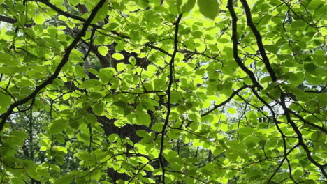 Sunlight-illuminates-the-lush-green-Beech-tree-leaves-gently-swaying-in-the-breeze,-Worcestershire,-England