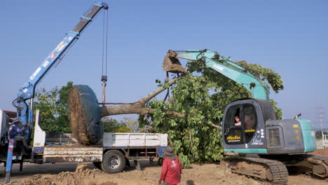 Landscape-workers-and-gardeners-working-together-to-replant-a-full-grown-tree-using-two-heavy-equipment,-a-crane-and-a-backhoe-to-put-it-in-place