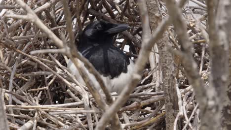 Close-up-Magpie-bird-sits-in-deciduous-tree-nest-of-twigs,-sunny-day