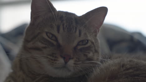 A-sleepy-cute-tabby-cat-looking-at-the-camera