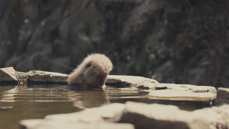 Mono-De-Nieve-Japonés-Bañándose-En-Un-Parque-Zoológico-De-Vida-Silvestre
