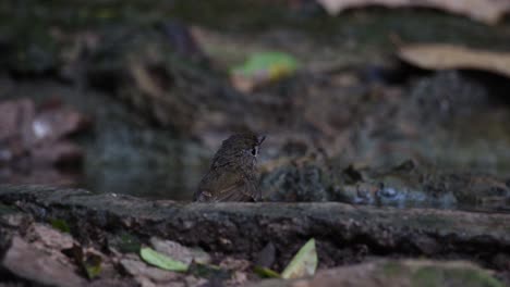 Seen-taking-a-bath-from-its-back-and-then-flies-away-going-up,-Indochinese-Blue-Flycatcher-Cyornis-sumatrensis,-Thailand