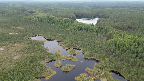 Aerial-climbs-above-rustic-wetland-forest-moors-in-northern-Estonia