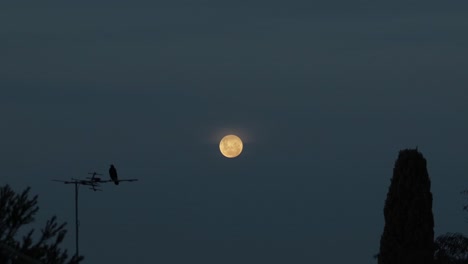 Red-Moon-Dusk-Magpie-Flies-Off-TV-Aerial-Australia,-Victoria,-Gippsland,-Maffra-Wide-Shot
