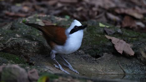 Camera-tilts-down-revealing-this-lovely-bird-drinks-water,-White-crested-Laughingthrush-Garrulax-leucolophus,-Thailand